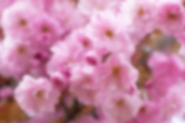 Background blurr branch of pink cherry flowers — Stock Photo, Image