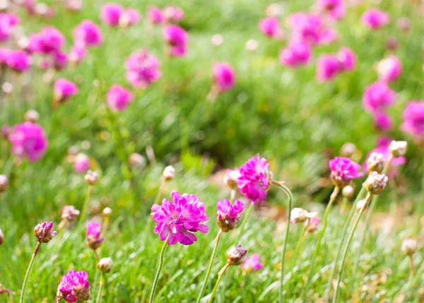 Fleurs roses violettes dans l'herbe verte . — Photo