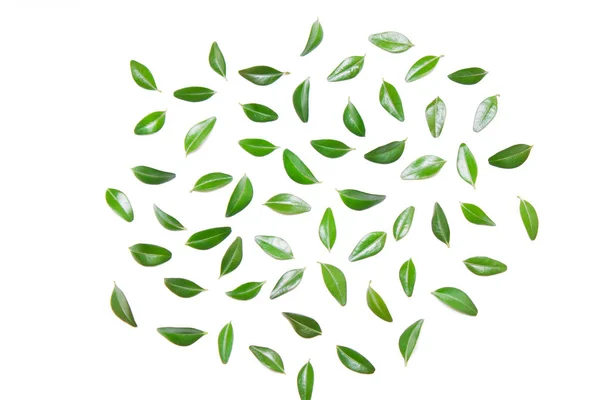 Diseño de hojas verdes sobre un fondo blanco —  Fotos de Stock