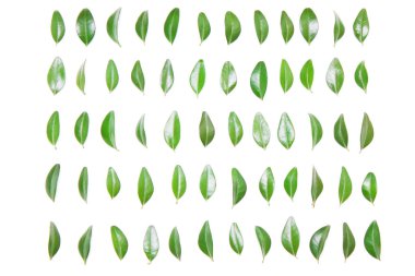 Yeşil yaprak beyaz bir arka plan üzerinde üst üste. 