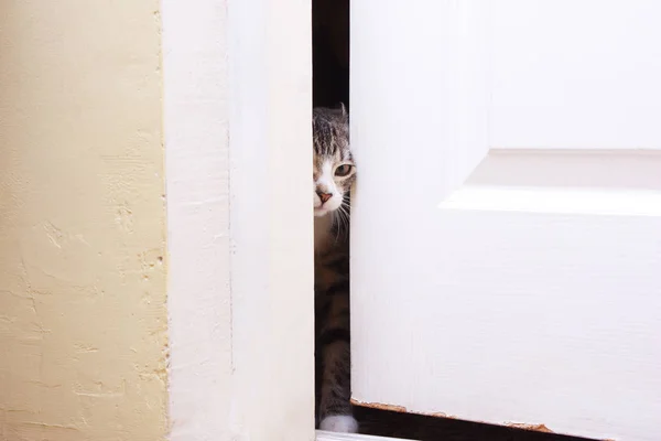 Belgili tanımlık yavru kedi içinde yarı-açık kapı görünüyor — Stok fotoğraf