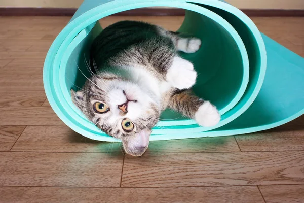 Bir yoga mat, fitness yalan kedi yavrusu