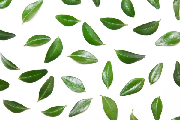 Diseño de hojas verdes —  Fotos de Stock