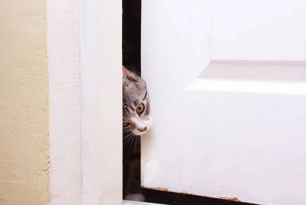 고양이 열려 문에서 보이는 — 스톡 사진