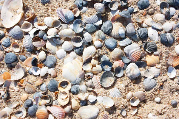 Background of sand and seashells, beach on a sunny day.