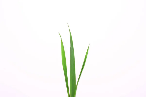 Três lâminas de grama em um fundo branco . — Fotografia de Stock
