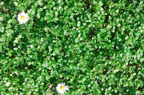 绿草，植物与白色雏菊。t — 图库照片
