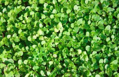 Yeşil otlar, bitkiler. En az doğal kavramı. 