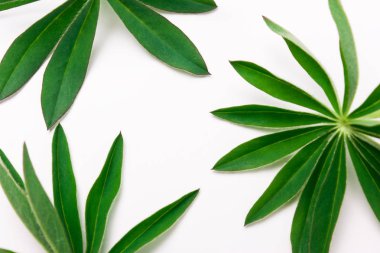 Yeşil yaprakları soyut desen. Doğal arka plan