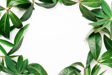 Yeşil yaprakların çerçevesi. 