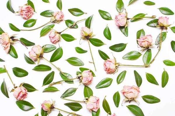 Výzdoba zelené listy a růžovými květy, růže — Stock fotografie