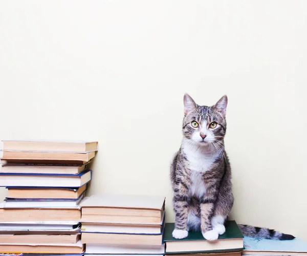 Kitaplar üzerinde oturan kedi