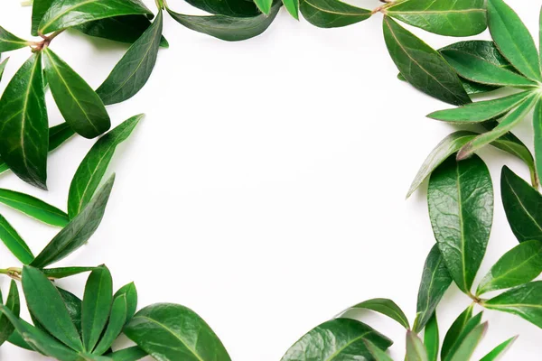 Yeşil yaprakların çerçevesi. 