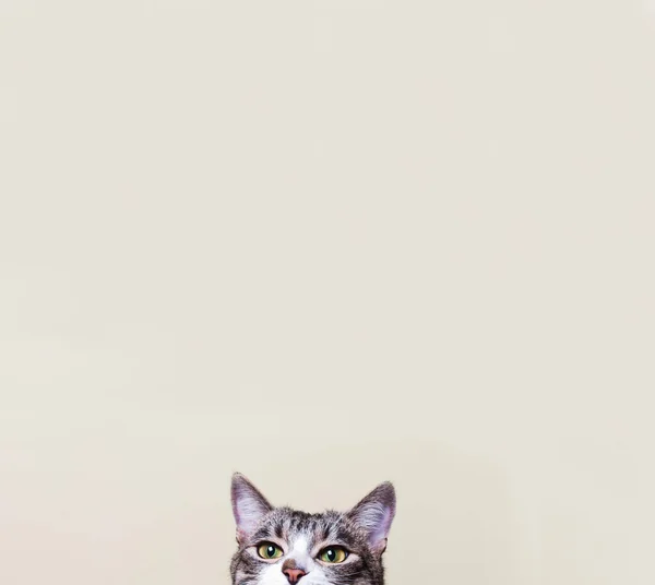 The cat looks . Curious kitte — Stock Photo, Image