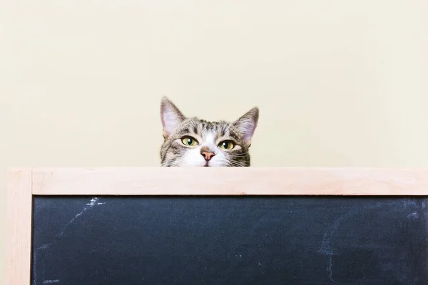 Gato boca asoma por detrás de la pizarra — Foto de Stock