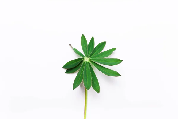 Hoja, flor verde sobre un fondo blanco.. Minimalista natural —  Fotos de Stock