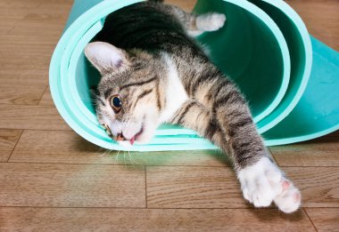 Yavru kedi dinlenme Yoga Mat yer alır