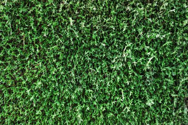 Arka plan bir evergreen bitki, çam, servi.