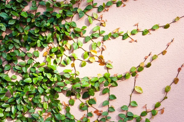 Folhas verdes estão tecendo na parede — Fotografia de Stock