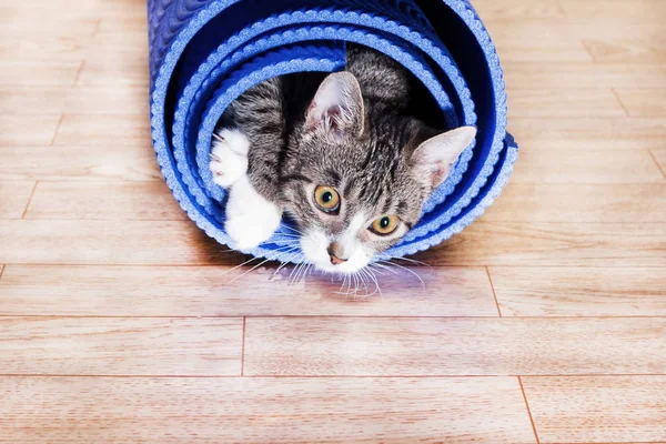 Das Kätzchen liegt in einer eingewickelten blauen Matte für Yoga — Stockfoto
