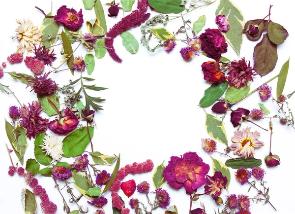 Suché květy a listy v rámu — Stock fotografie
