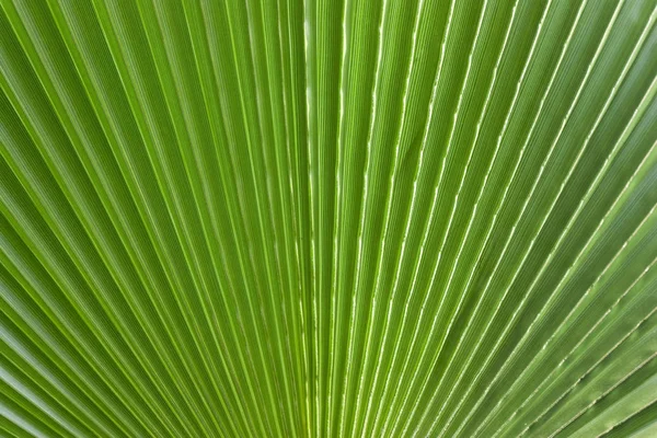 Крупним планом зелений красивий лист пальми, тропічні рослини — стокове фото