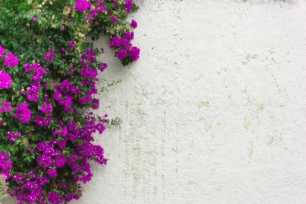 De paarse bladeren, roze bloemen, klimop op de witte muur — Stockfoto