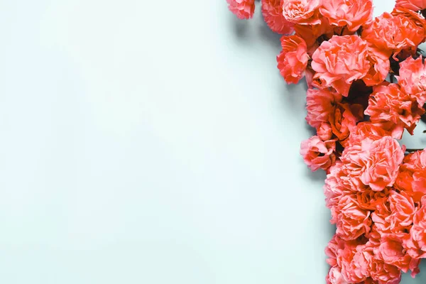 Skład korala, różowe kwiaty na niebieskim tle. — Zdjęcie stockowe