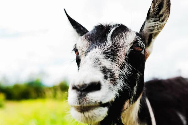 Hermoso retrato de cerca de una cabra — Foto de Stock
