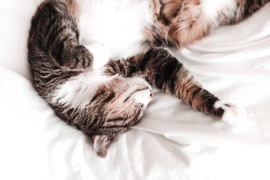 Kedi tatlı ve mutlu bir şekilde uyur, dinlenir, beyaz bir çarşafta dinlenir,.