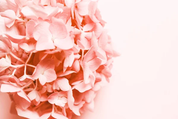 Różowy Koralowy Kwiat Miejsce Inskrypcję Naturalne Minimalistyczne Tło — Zdjęcie stockowe