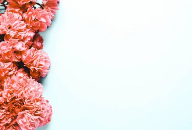 Mercan bileşimi, mavi arkaplanda pembe çiçekler.. 