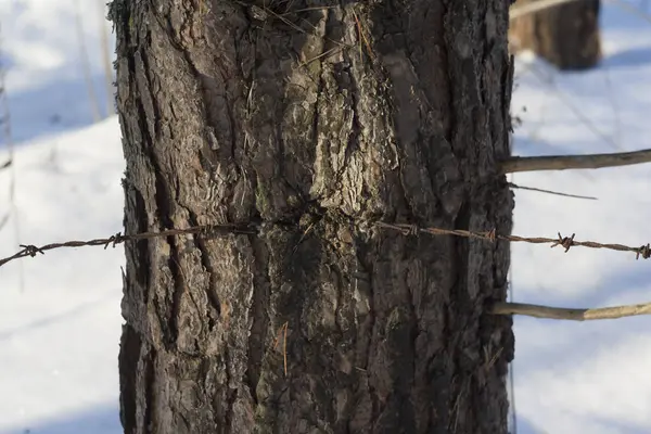 Stacheldraht im Baum — Stockfoto