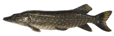 büyük pike izole