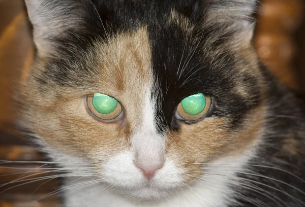 Кіт з сяючими очима — стокове фото