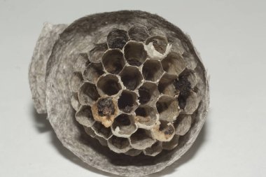 vespiary closeup kesmek