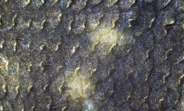 doku balık ölçekler