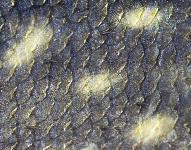 doku balık ölçekler