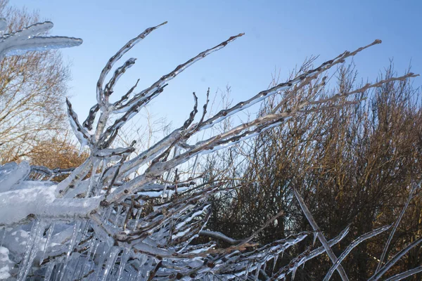 Arbusto cubierto de hielo —  Fotos de Stock