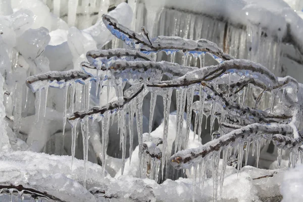 Arbusto cubierto de hielo —  Fotos de Stock