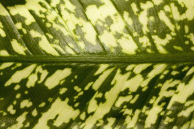 Dieffenbachia closeup yaprak
