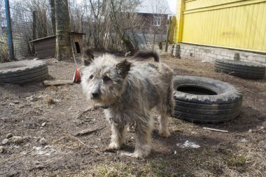 üzgün, tüylü köpek zincirli 