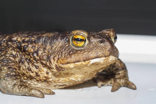 The ground toad — Stock Photo, Image