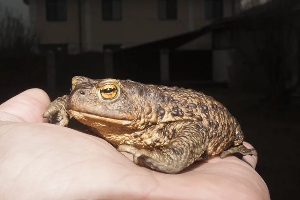 Die Erdkröte — Stockfoto