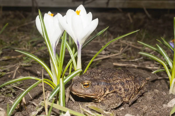 Kröte unter der Blume — Stockfoto