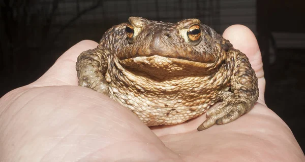 the ground toad