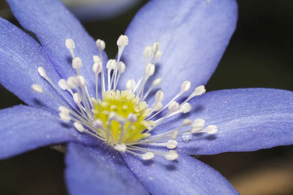 Flower of hepatica — Stock Photo, Image