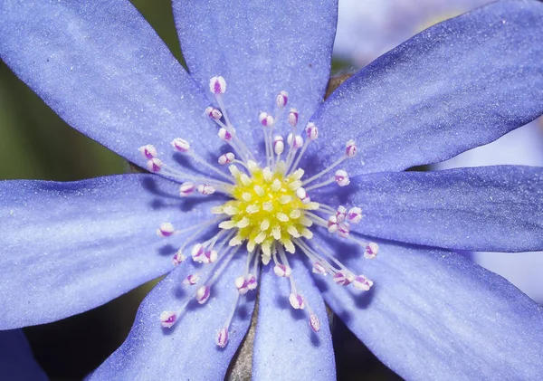 Flor de hepatica — Fotografia de Stock