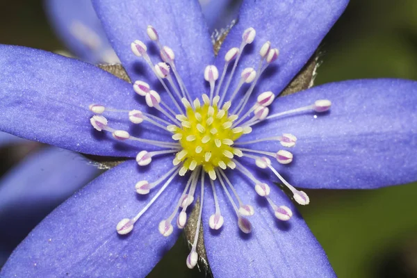 Kwiat przylaszczka — Zdjęcie stockowe