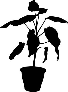 dieffenbachia Saksılı bitki